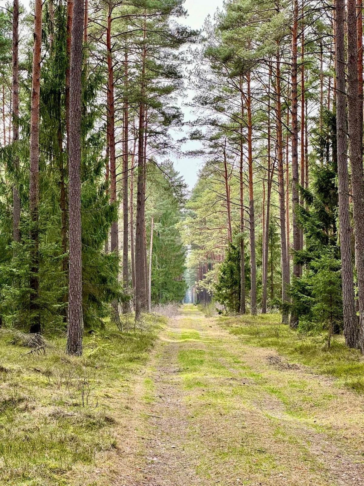 Mazurska Sarenka Villa Wiartel Exteriör bild